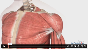 Anatomical video content of the human upper torso showing details of the muscular structure with focus on the pectoral and shoulder muscles.