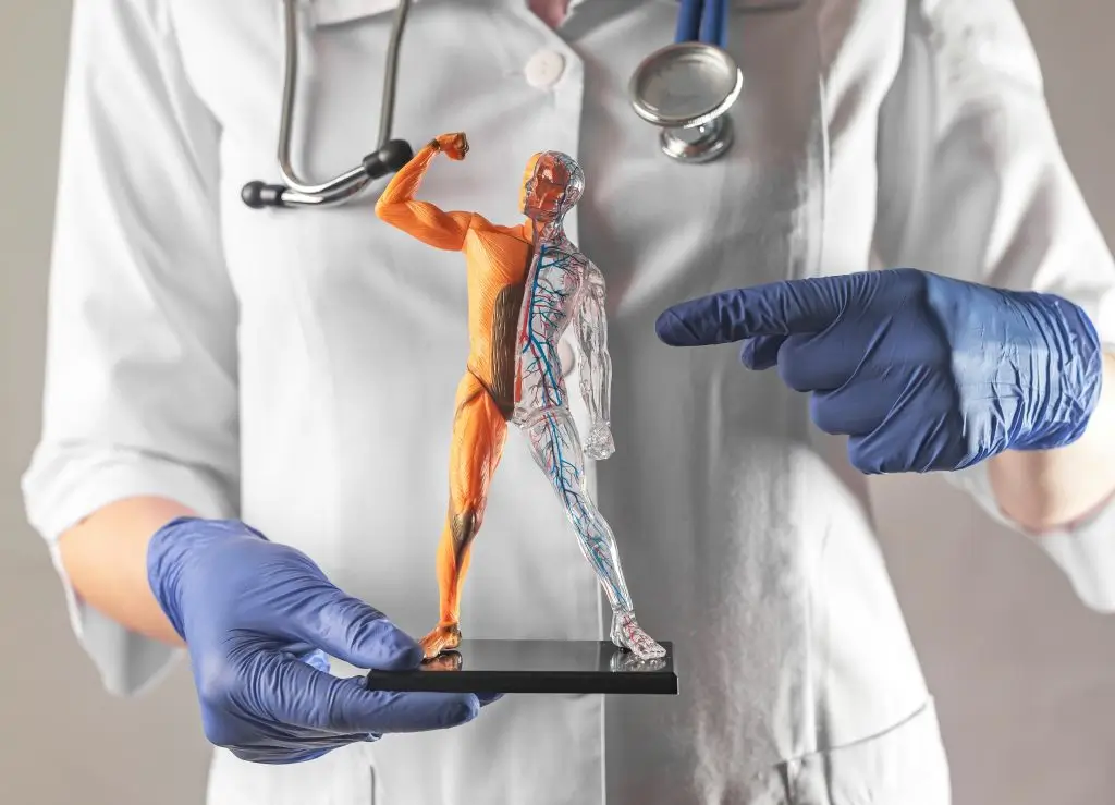 A doctor in a lab coat and blue gloves holds a digital tablet displaying AmnioFix, a 3D anatomical model of a human, with one hand pointing at it, focusing on muscular and