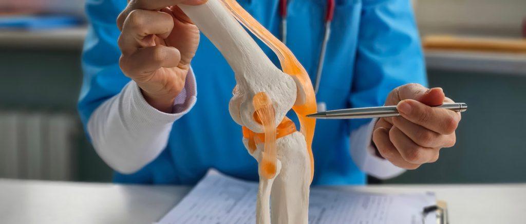 Healthcare professional using an anatomical knee joint model to explain knee structure and recovery following knee surgery